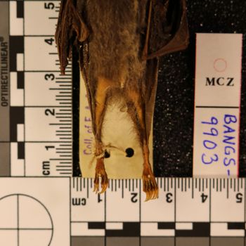 Media type: image;   Mammalogy BANGS-9913 Description: Image of skin specimen - ventral view. ventral view of uropatagium.;